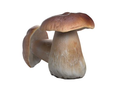 Mushroom 14 3D 模型