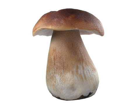Mushroom 14 3D 模型