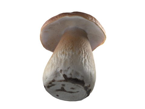 Mushroom 14 3D 模型