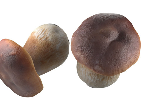 Mushroom 14 3D 模型