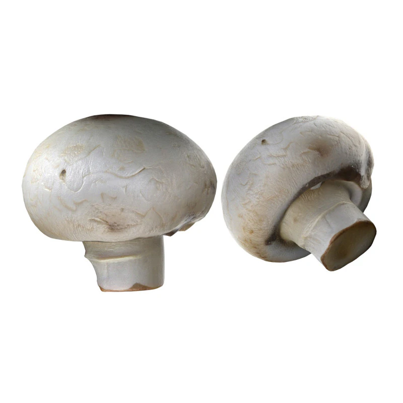 Mushroom 15 3D Model .c4d .max .obj .3ds .fbx .stl .blend 