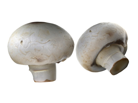 Mushroom 15 Model 3D