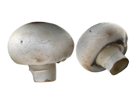 Mushroom 15 3D Model
