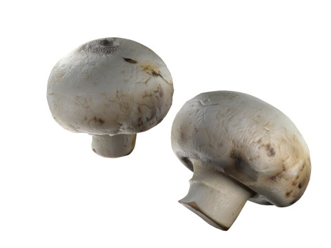 Mushroom 15 Modello 3D