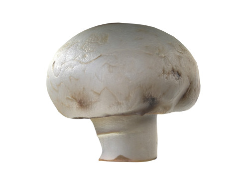 Mushroom 15 Modello 3D