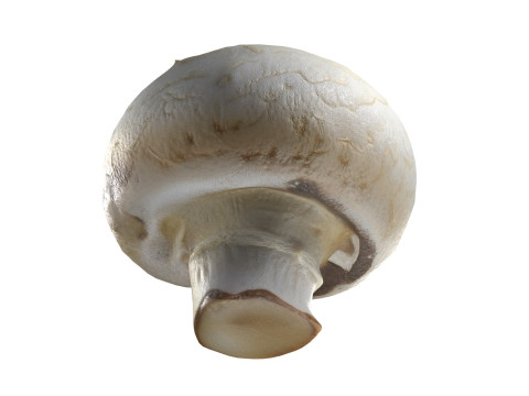 Mushroom 15 Modello 3D