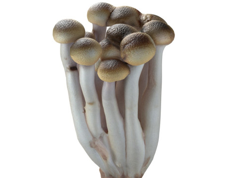 Mushroom 16 Model 3D