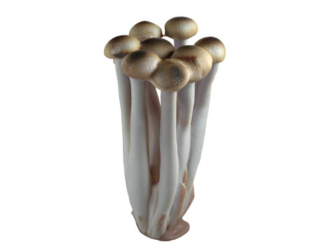 Mushroom 16 Modèle 3D