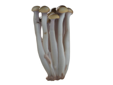 Mushroom 16 Modèle 3D