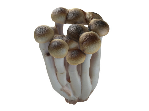 Mushroom 16 Modèle 3D