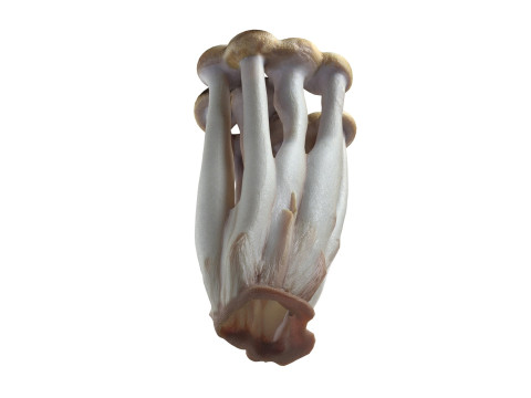 Mushroom 16 Modèle 3D