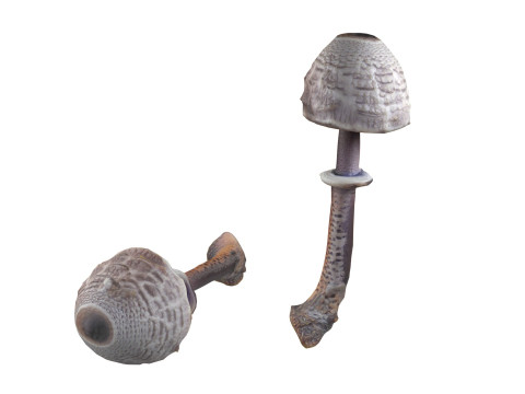 Mushroom 17 3D Модель
