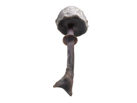 Mushroom 17 3D Model
