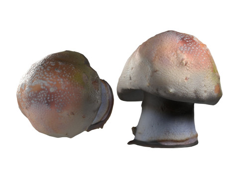 Mushroom 18 Model 3D