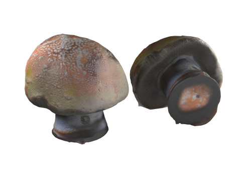 Mushroom 18 3D Модель