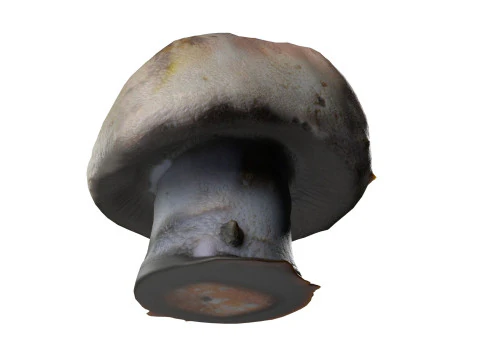 Cogumelo 18 Modelo 3D