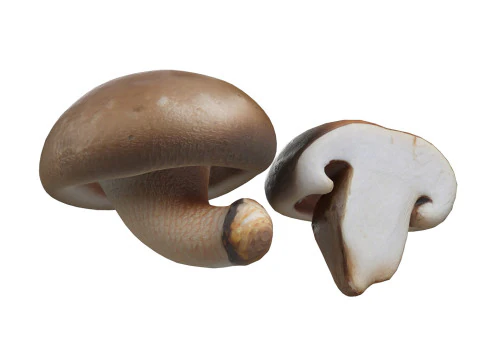 Гриб 19 3D Модель