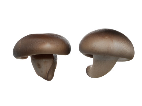 Mushroom 19 Model 3D