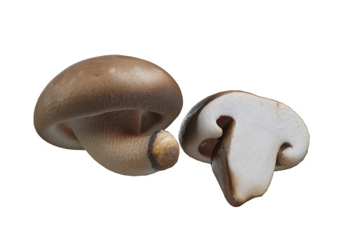 Mushroom 19 Model 3D