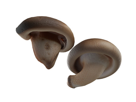 Mushroom 19 Model 3D