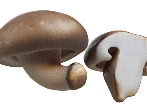 Mushroom 19 Model 3D