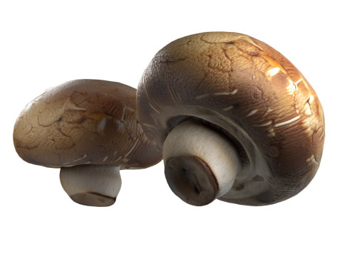 Mushroom 20 Model 3D