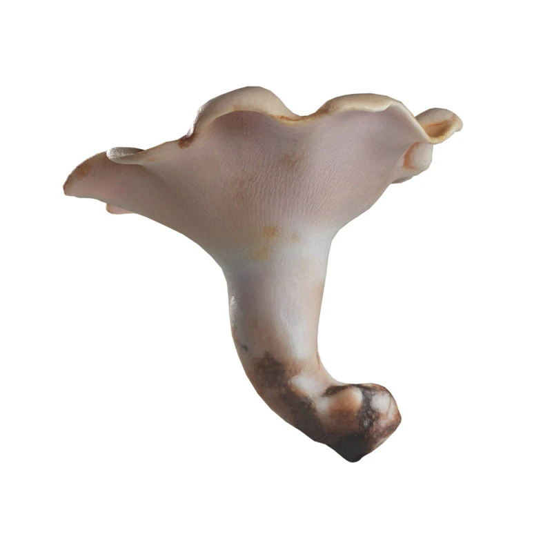 Mushroom 21 3D Model .c4d .max .obj .3ds .fbx .stl .blend