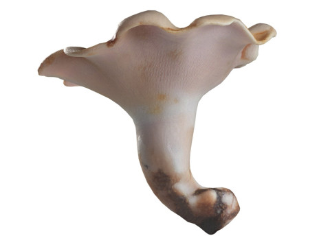 Mushroom 21 Model 3D