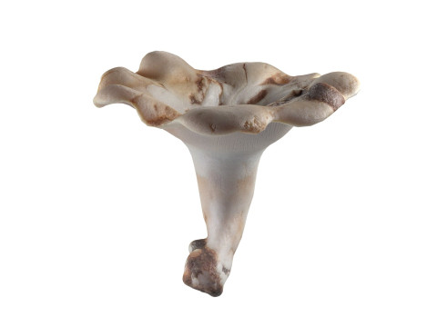 Mushroom 21 Modelo 3D