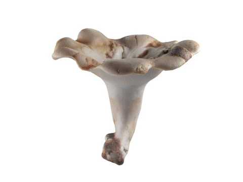 Mushroom 21 3D Model