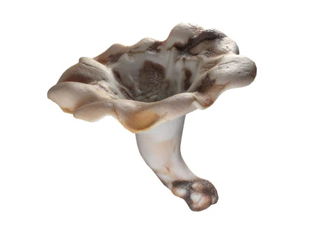 Mushroom 21 3D Model