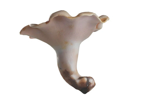 Mushroom 21 3D Model