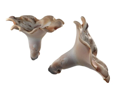 Mushroom 21 3D Model