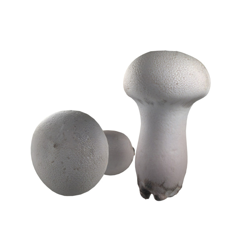 Mushroom 22 Model 3D .c4d .max .obj .3ds .fbx .stl .blend