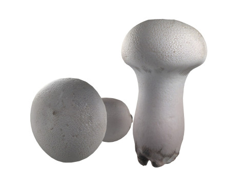 Mushroom 22 Model 3D