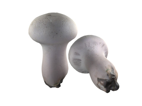 Mushroom 22 Model 3D