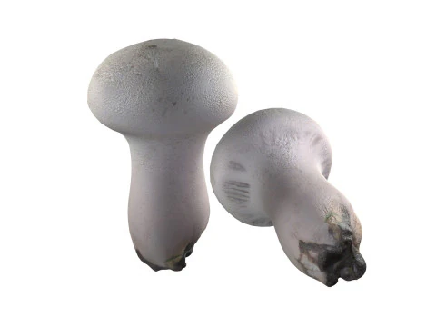 Cogumelo 22 Modelo 3D