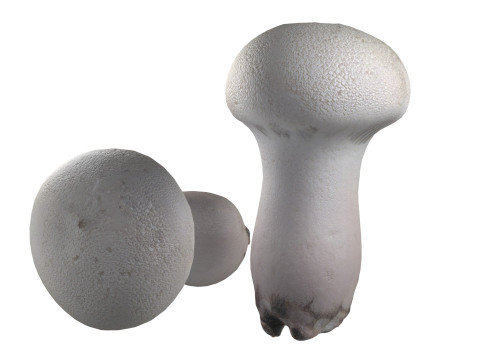 Mushroom 22 Model 3D