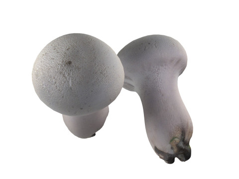 Mushroom 22 Model 3D