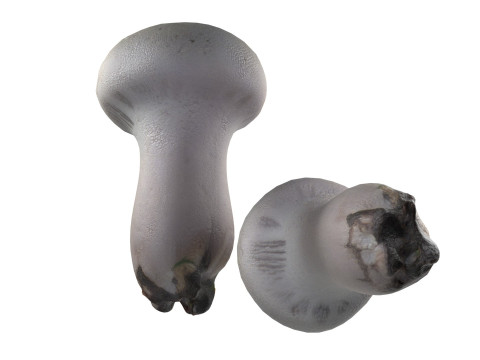 Mushroom 22 Model 3D