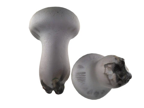 Cogumelo 22 Modelo 3D