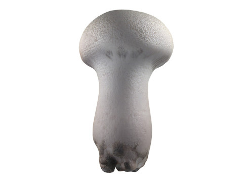 Mushroom 22 Model 3D