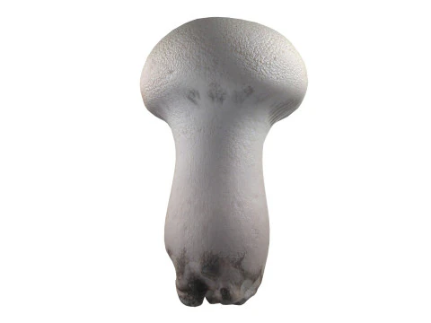 Cogumelo 22 Modelo 3D