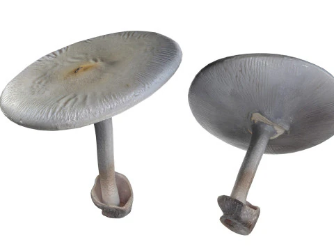 Mushroom 23 3D Model