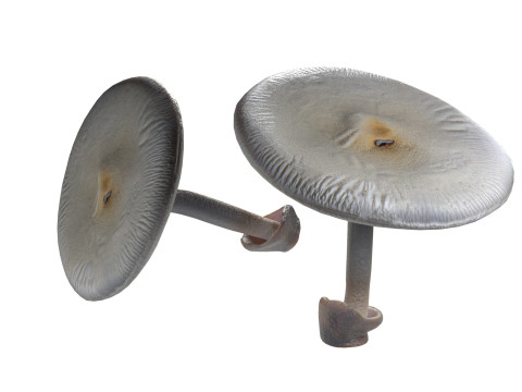 Mushroom 23 3D-Modell