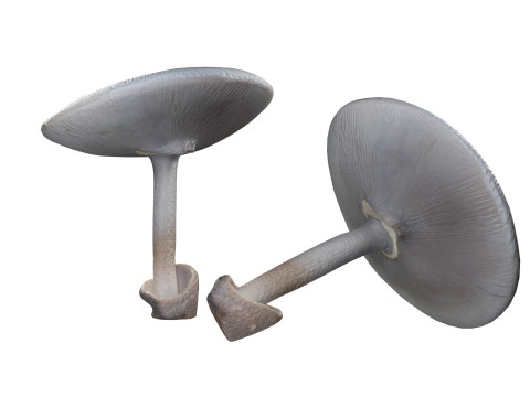 Mushroom 23 3D-Modell