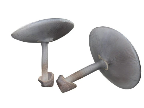 Mushroom 23 3D Model