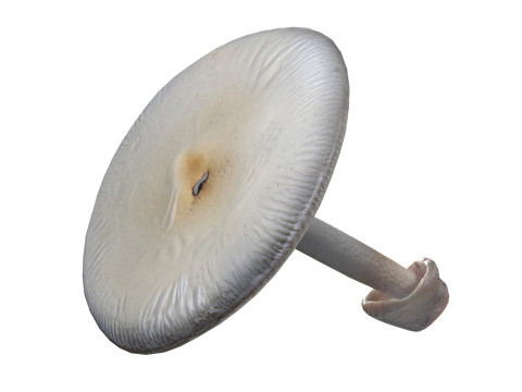 Mushroom 23 3D-Modell