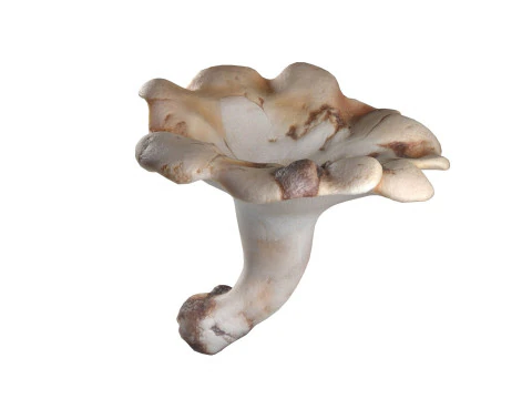 キノココレクション 3Dモデル