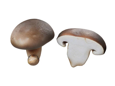 キノココレクション 3Dモデル